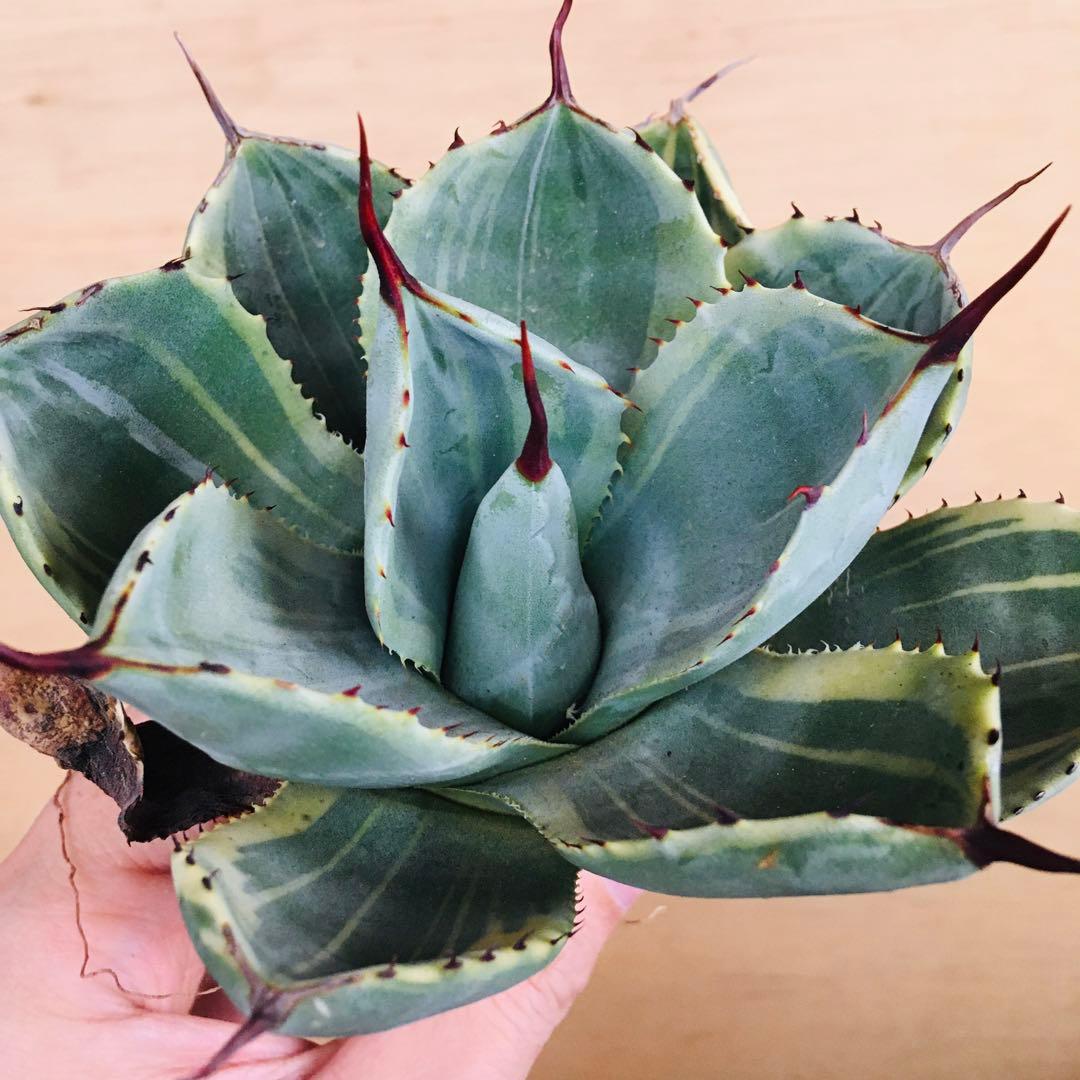 22-7 ライムストリーク TC大株 アガベ パリー トランカータ錦