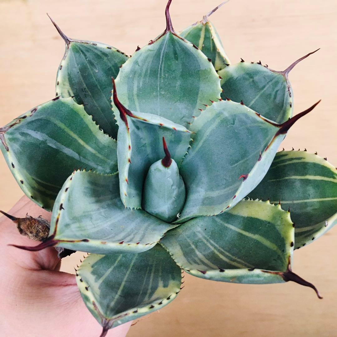 22-7 ライムストリーク TC大株 アガベ パリー トランカータ錦