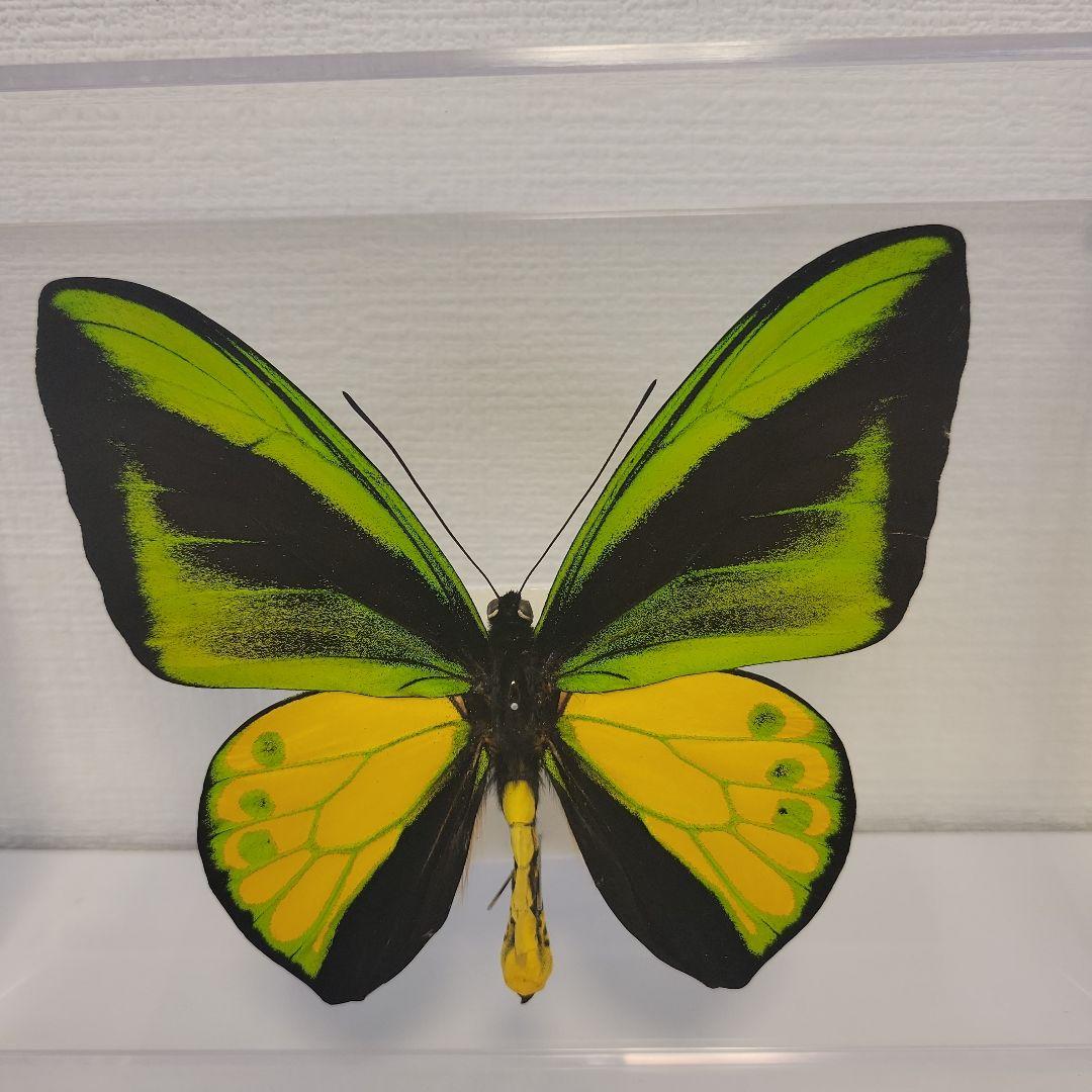 蝶の標本　トリバネチョウの王様(珍珍AA)