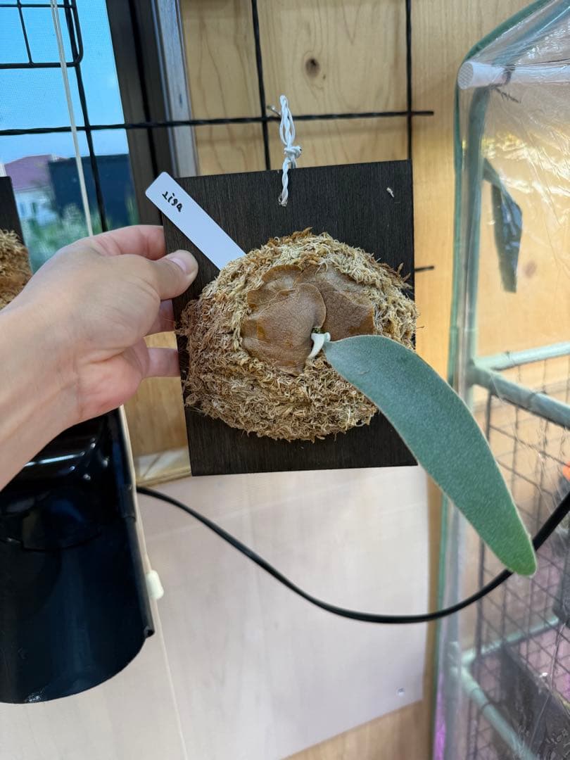 ビカクシダ veitchii Lisa. oc