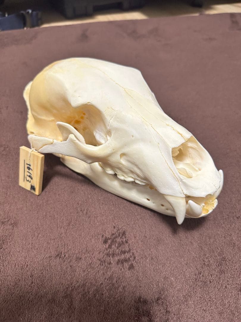 ヒグマ頭骨　書類付き　エゾヒグマ　骨格　標本　頭骨