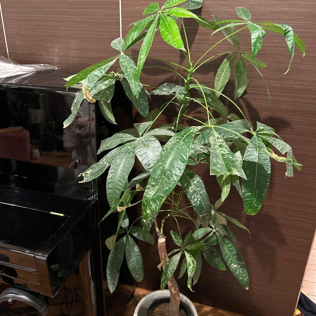 確認用　パキラ 観葉植物 緑色の葉