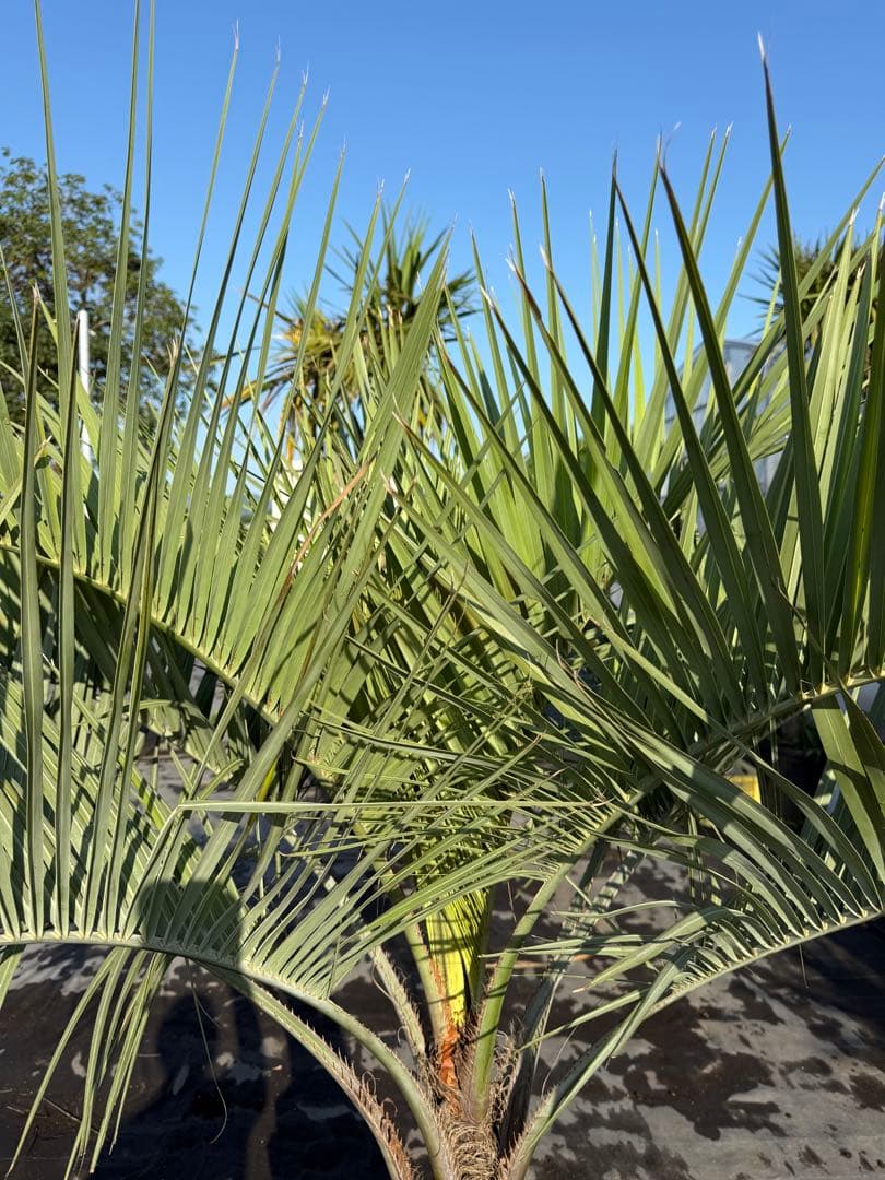 ココスヤシシルバーリーフ 【極太】葉先170cm 幹回り110cm 幹高40cm