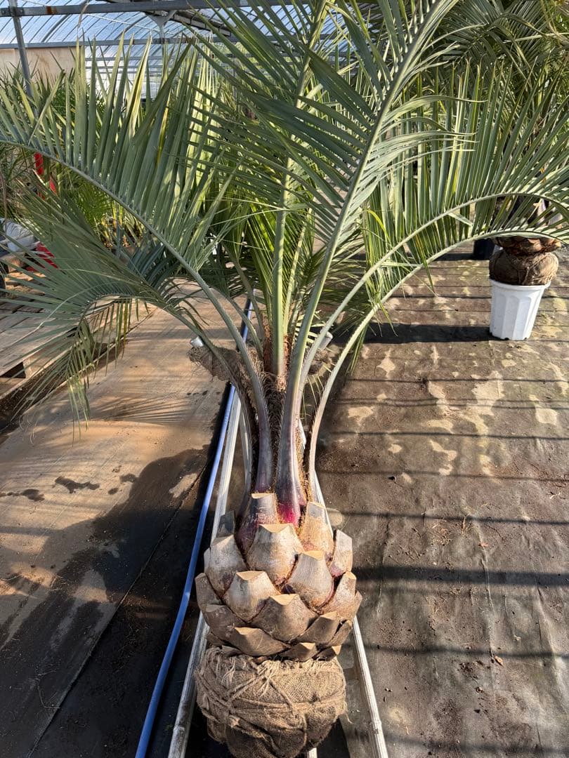 ココスヤシシルバーリーフ 【極太】葉先170cm 幹回り110cm 幹高40cm