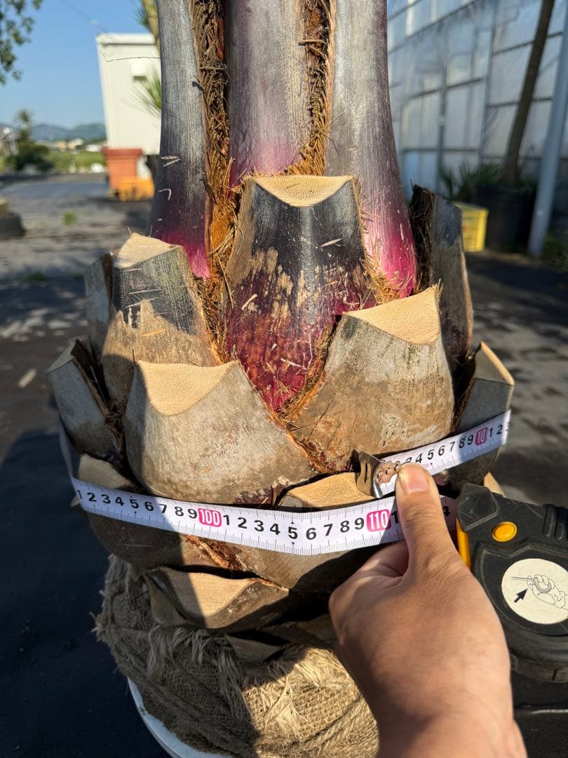 ココスヤシシルバーリーフ 【極太】葉先170cm 幹回り110cm 幹高40cm