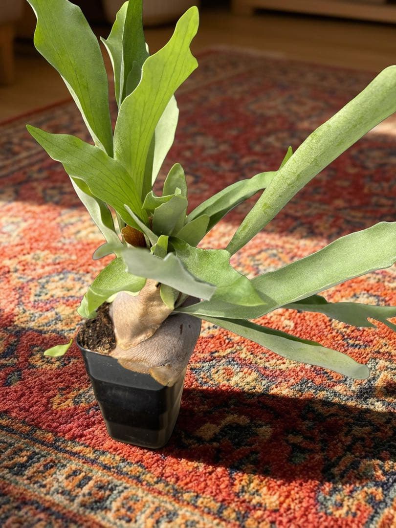 元気なビカクシダ 鉢上40センチ全長60センチ 明日発送