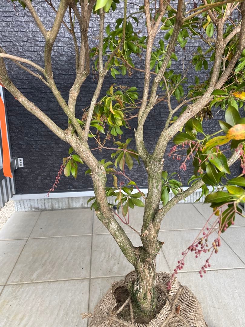 ベニアセビ　樹高H95cm