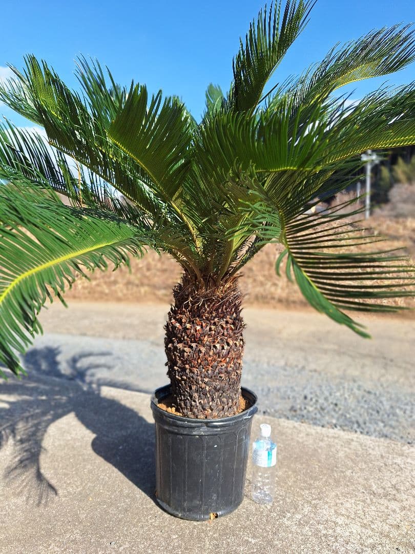 *ご注意)　葉を切っての発送になります。 ソテツ　蘇鉄　美株　極太