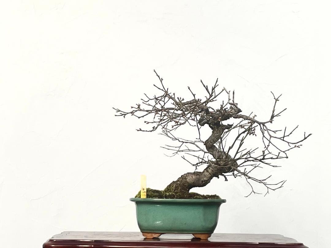 三河盆栽　甲州野梅　コウシュウ　ウメ　盆栽