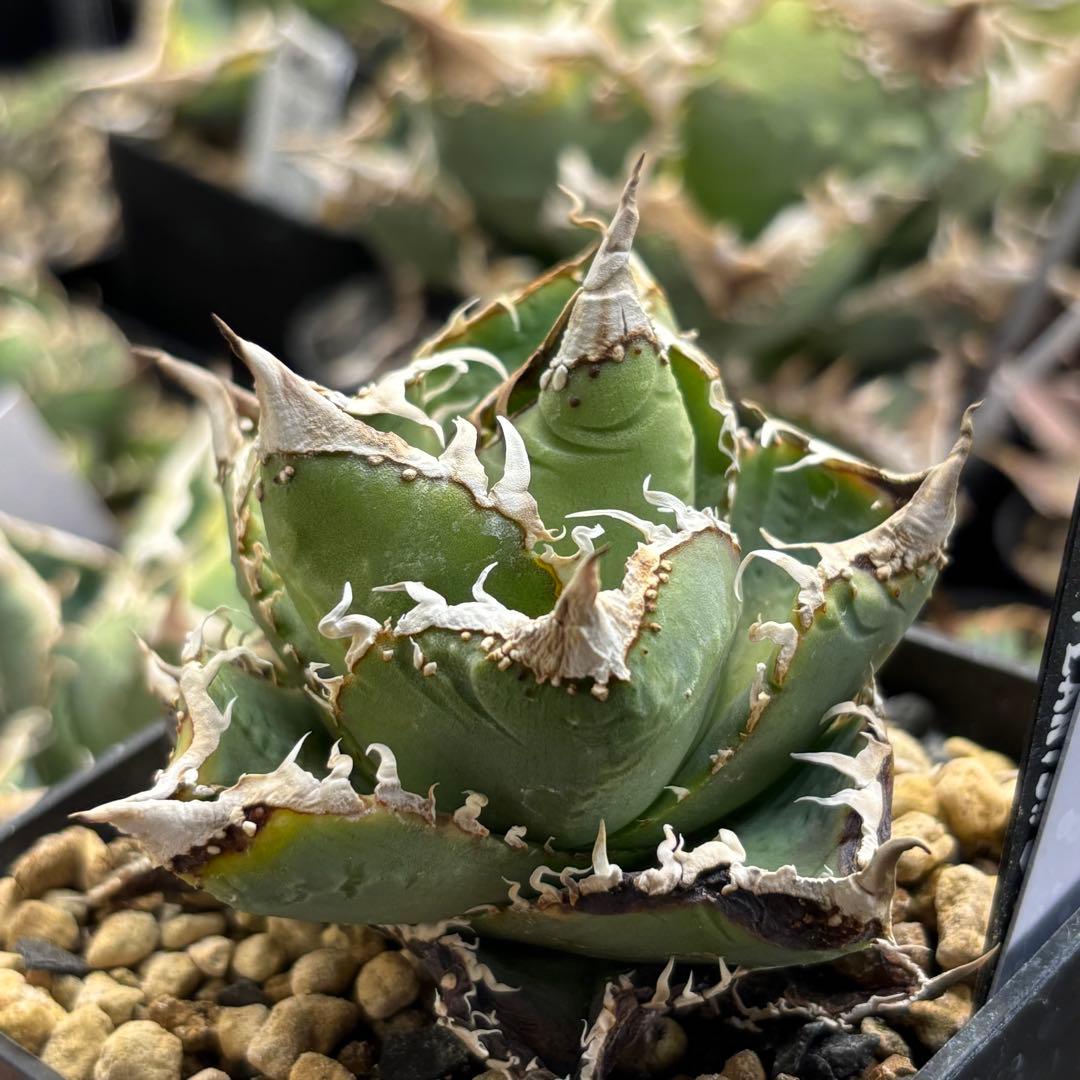 アガベ 星空 アガベぶつぶつ　子株