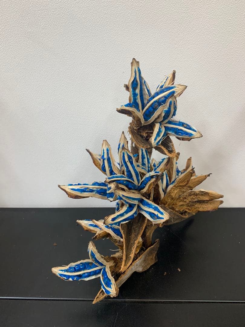 tora0888旅人の木A級品４節