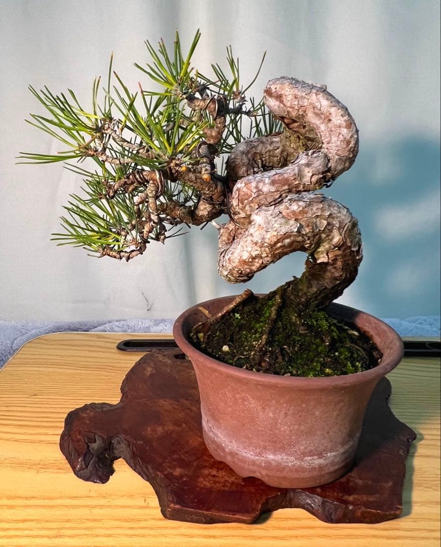 黒松　古木　変わり木