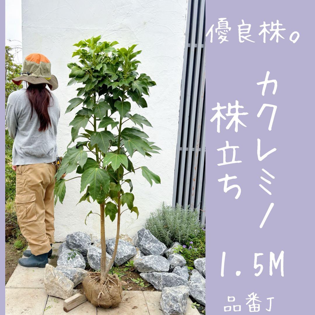 ※だにえる カクレミノ株立1.5M(鉢底から)品番J