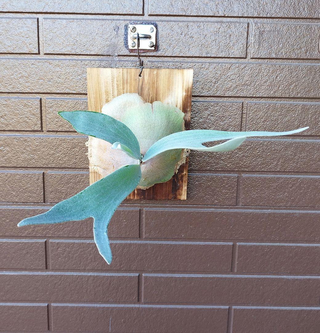 bifur sp.white E-1 (oc) 株分　 白ビフ　ビカクシダ