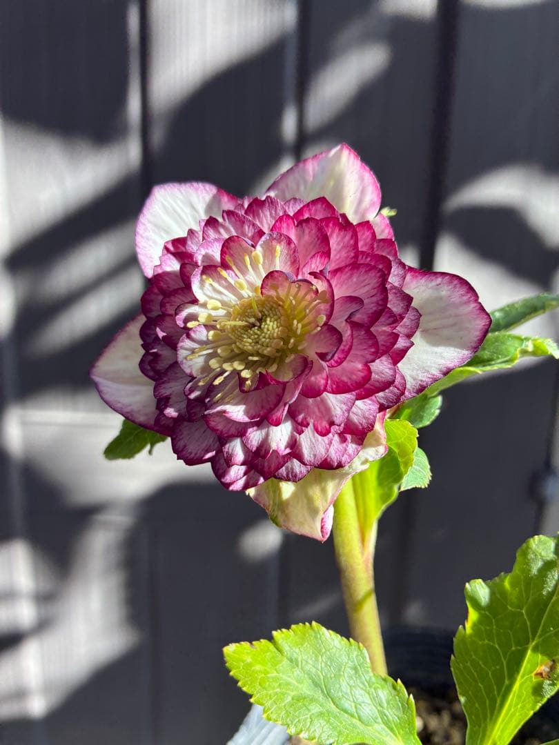 ♡認定♡アフロディーテ　極上整形花！！