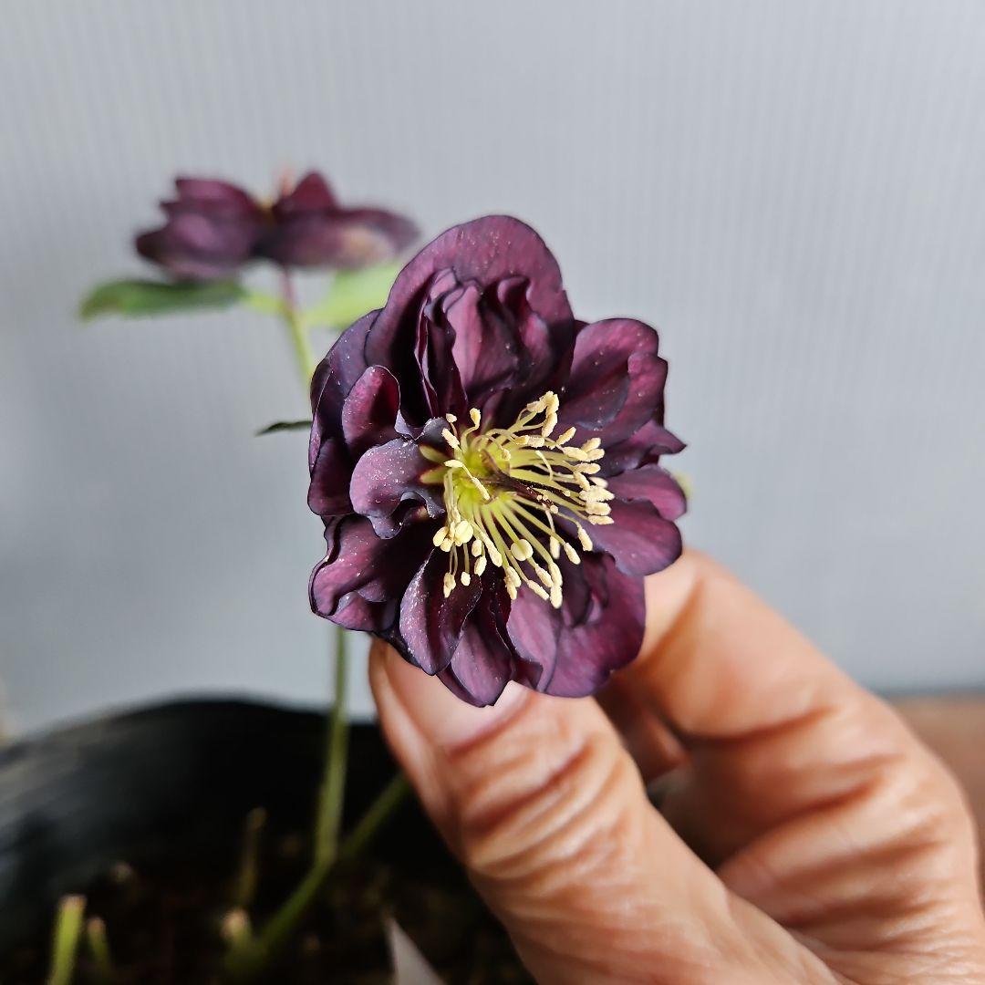 ぴくしー様ご購入苗✿㉖-29✿㉖-48㉖-407クリスマスローズ