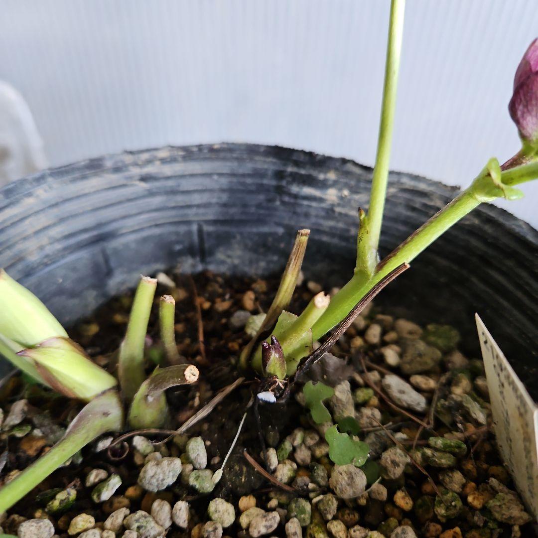 ぴくしー様ご購入苗✿㉖-29✿㉖-48㉖-407クリスマスローズ