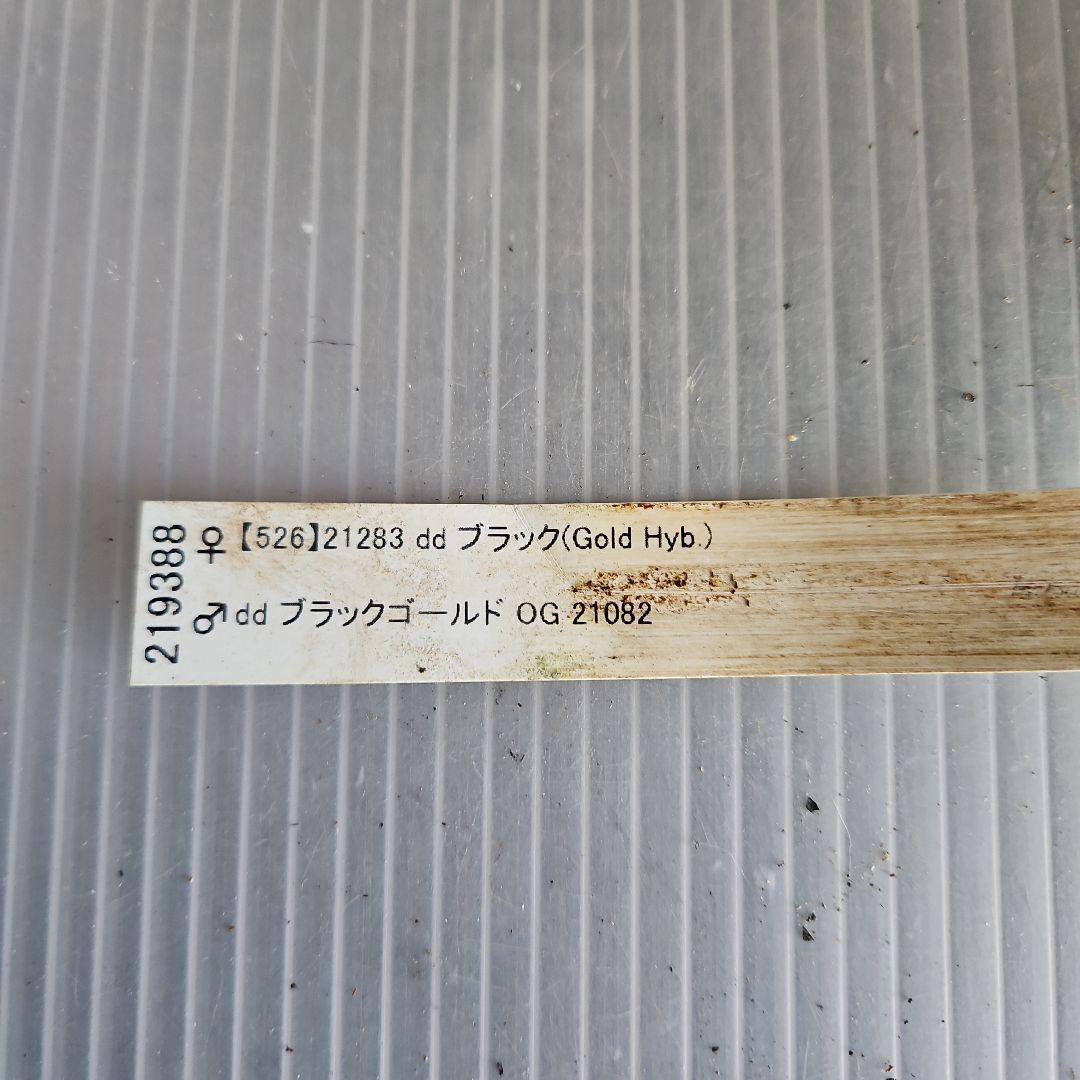 ぴくしー様ご購入苗✿㉖-29✿㉖-48㉖-407クリスマスローズ