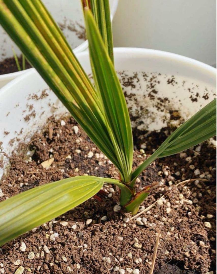 ㉛【栽培】1000粒 ナツメヤシ デーツ 種子 苗