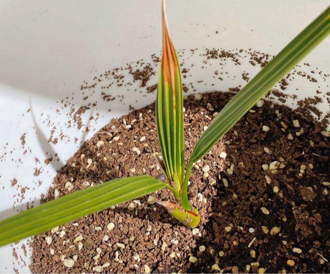 ㉛【栽培】1000粒 ナツメヤシ デーツ 種子 苗