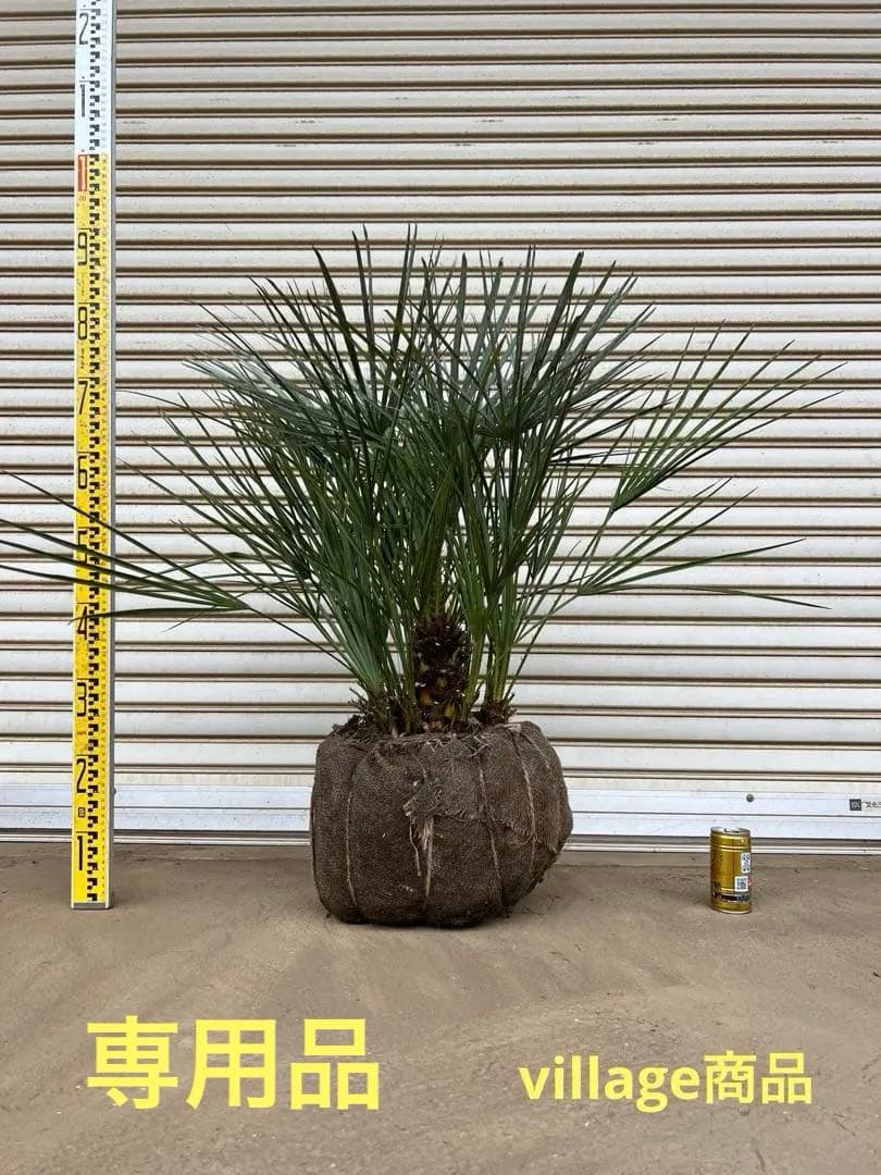 A.K.N　送料込み　チャメロプス　形状良　株立ち　シンボルツリー　現品