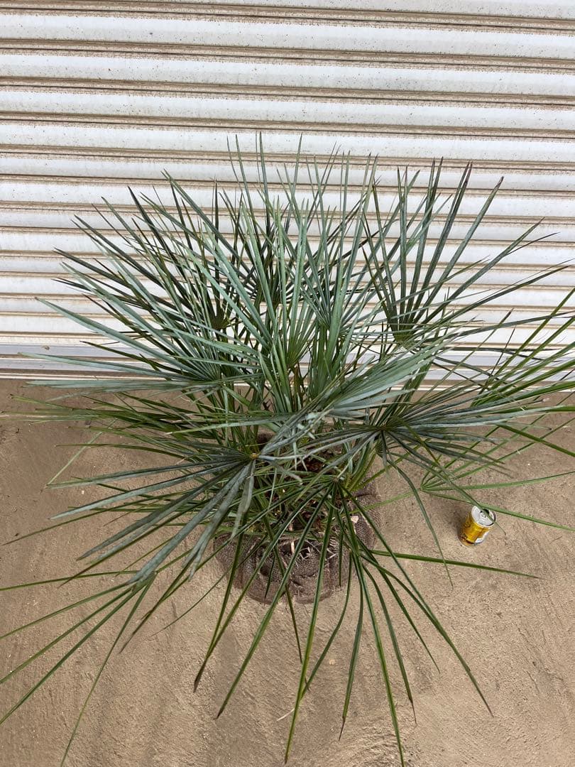 A.K.N　送料込み　チャメロプス　形状良　株立ち　シンボルツリー　現品