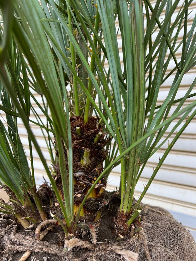 A.K.N　送料込み　チャメロプス　形状良　株立ち　シンボルツリー　現品