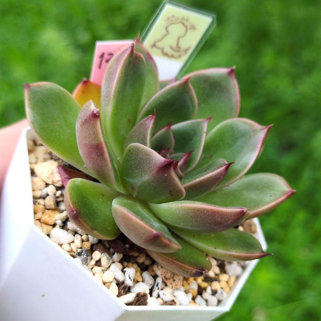 127. 多肉植物 ルドルフ 880円【抜き苗】