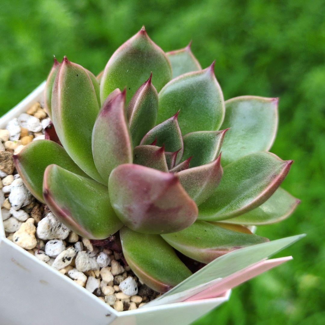 127. 多肉植物 ルドルフ 880円【抜き苗】