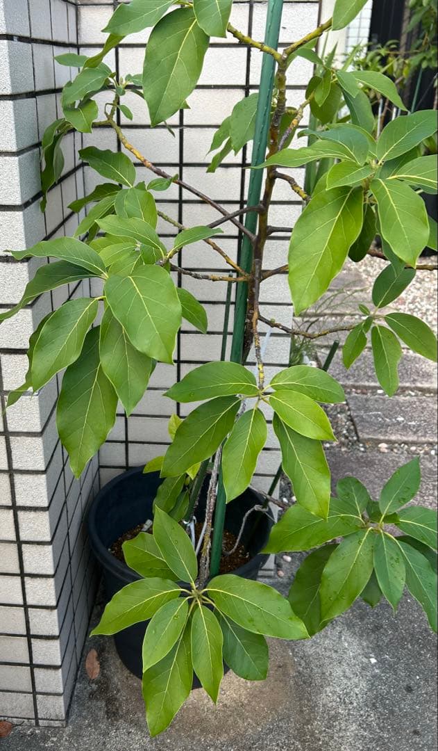 【国産アボカド】　アボカド苗　ベーコン 希少　5年生　無農薬