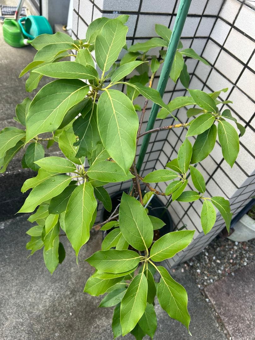 【国産アボカド】　アボカド苗　ベーコン 希少　5年生　無農薬