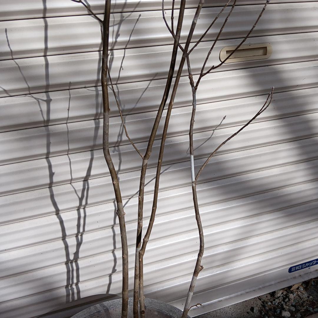 アオダモ　4本立ち　山採り