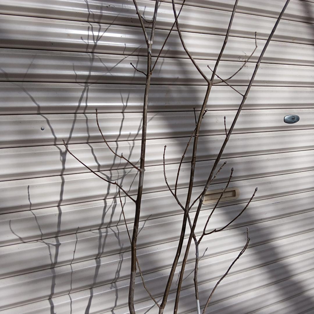 アオダモ　4本立ち　山採り