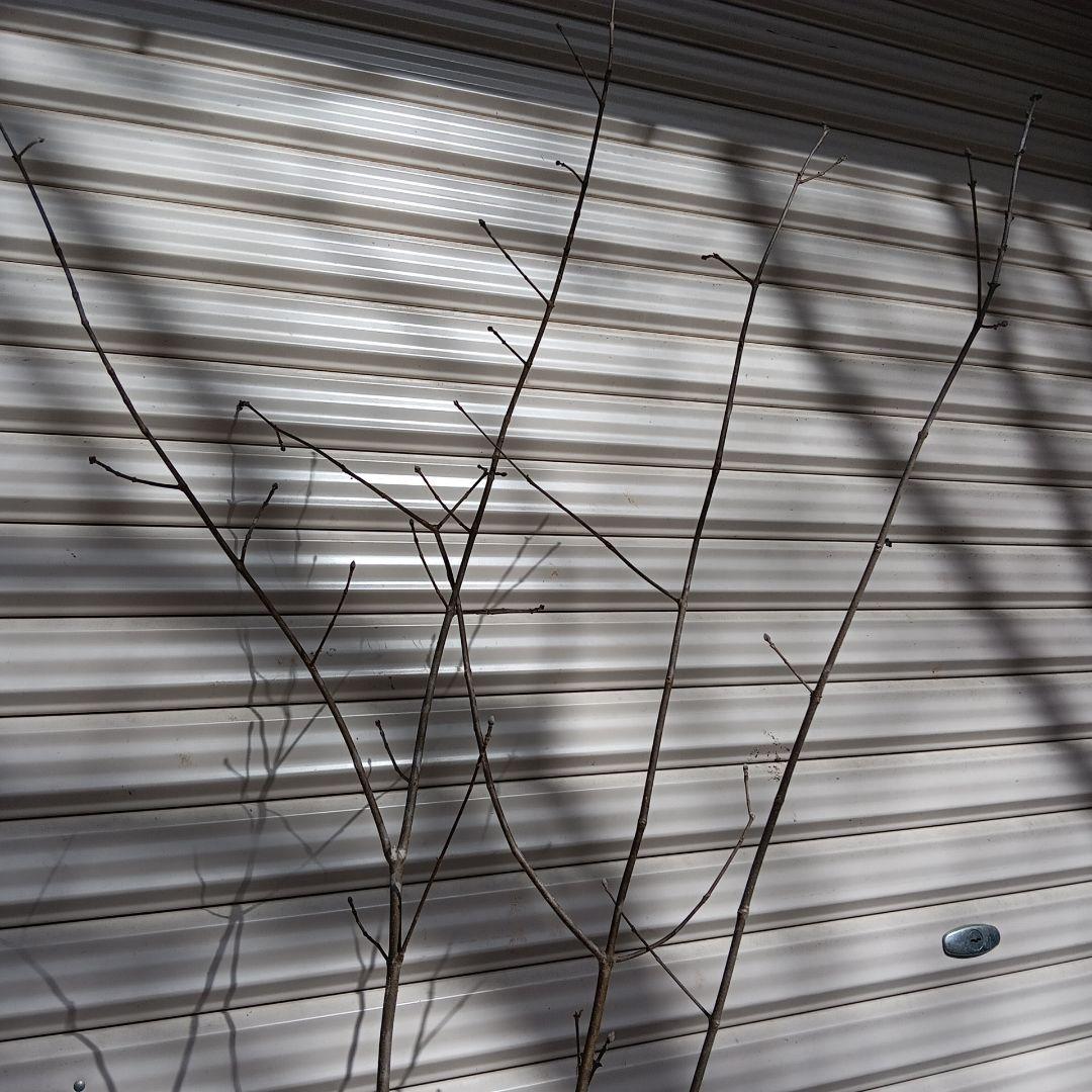 アオダモ　4本立ち　山採り