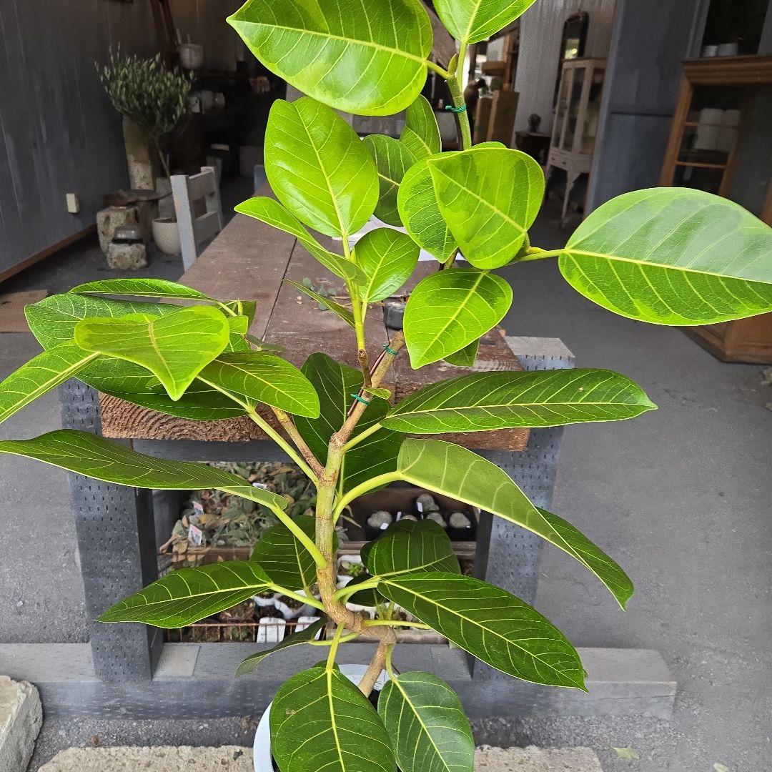 ③　フィカス　アルテシマ　8号　曲がり仕立て　特大苗木最高等級極上品‼️