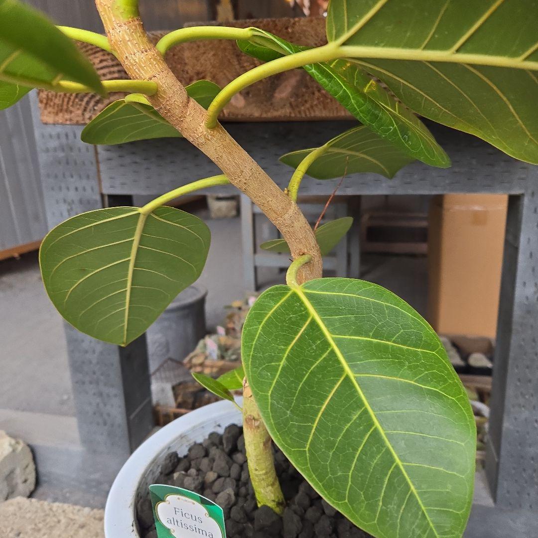 ③　フィカス　アルテシマ　8号　曲がり仕立て　特大苗木最高等級極上品‼️