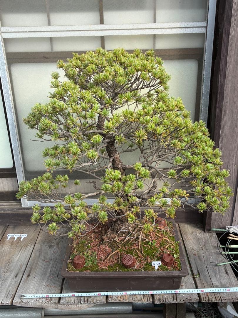 俊*様 ★盆栽★ 赤石五葉松　E-10 樹齢50年以上　★愛媛県より発送★