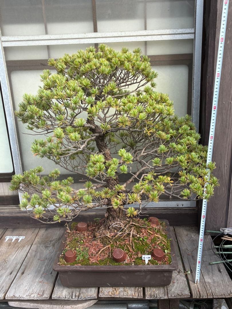俊*様 ★盆栽★ 赤石五葉松　E-10 樹齢50年以上　★愛媛県より発送★