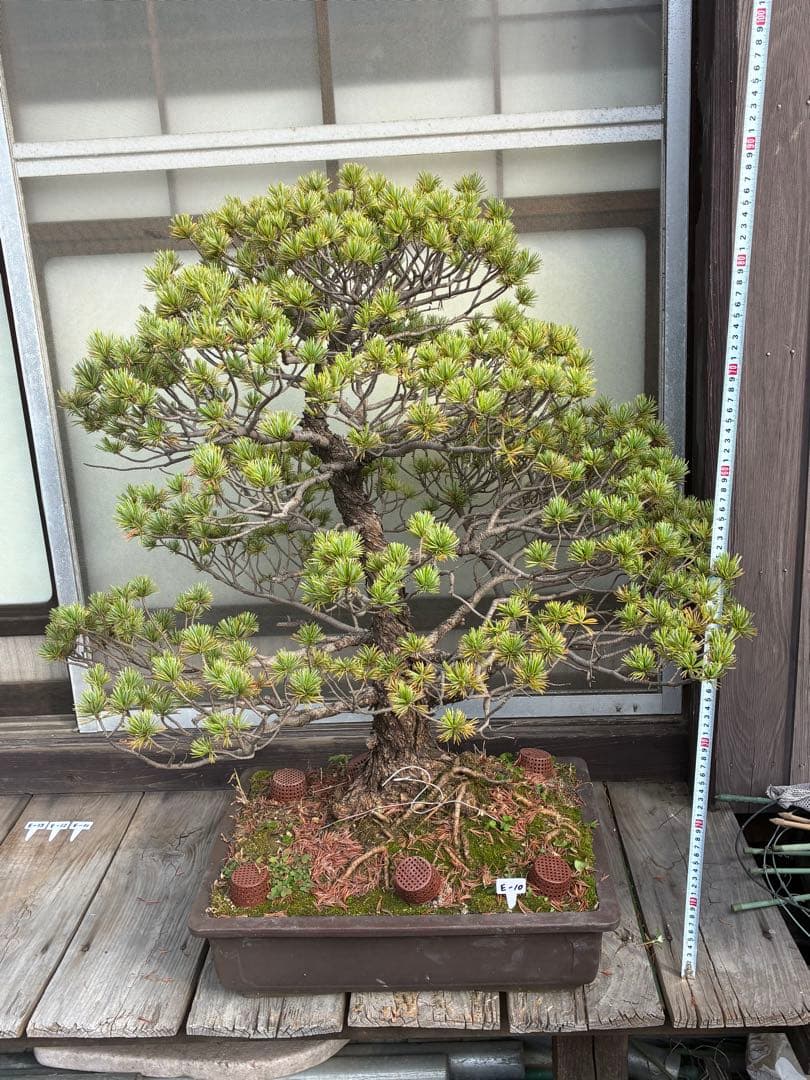 俊*様 ★盆栽★ 赤石五葉松　E-10 樹齢50年以上　★愛媛県より発送★