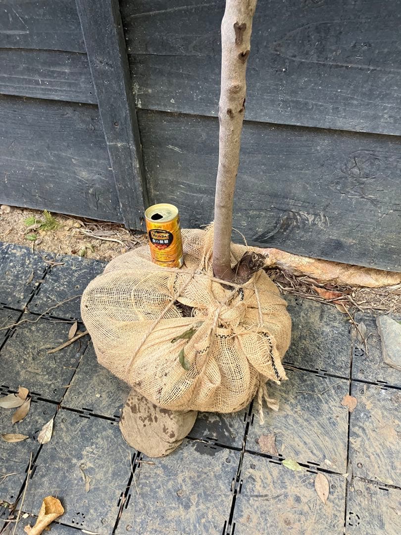 300 山採り　ヤマコウバシ