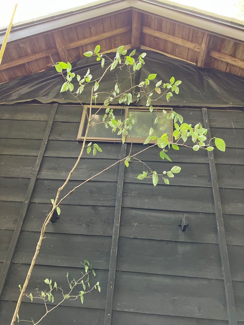 300 山採り　ヤマコウバシ