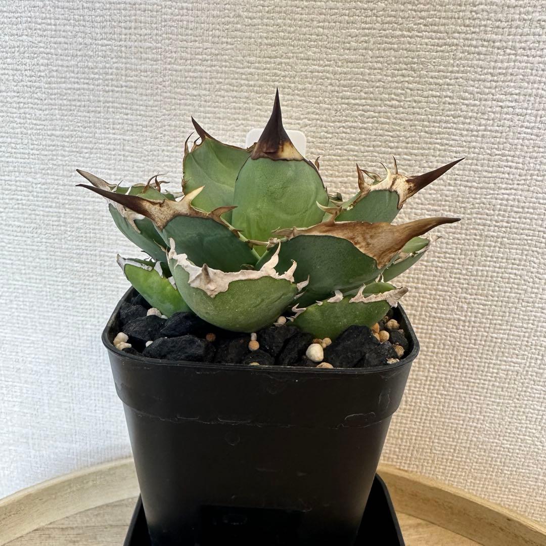 アガベ　白犀牛　トリケラトプス