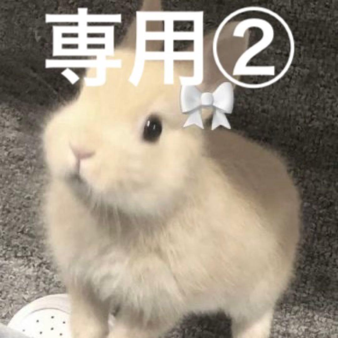うさぎ②