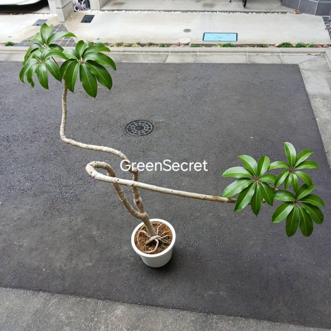 引取限定★ツピタンサス　8号　個性的　観葉植物