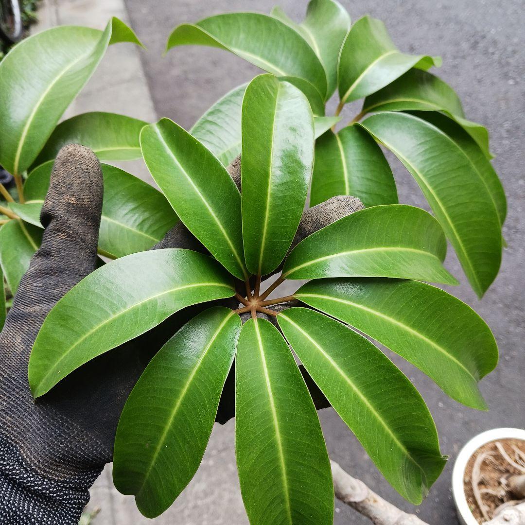 引取限定★ツピタンサス　8号　個性的　観葉植物