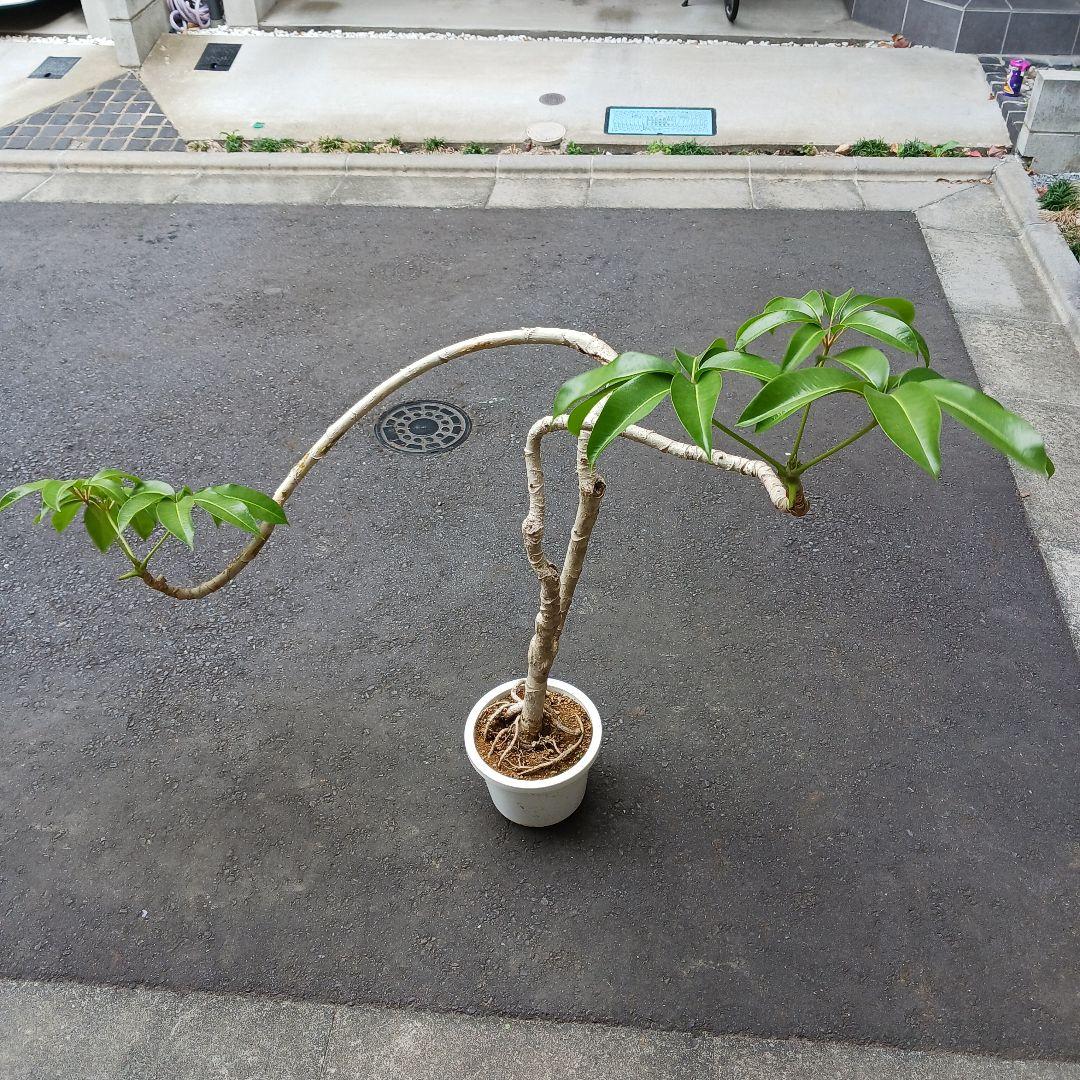 引取限定★ツピタンサス　8号　個性的　観葉植物