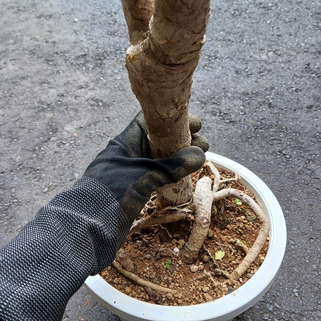 引取限定★ツピタンサス　8号　個性的　観葉植物