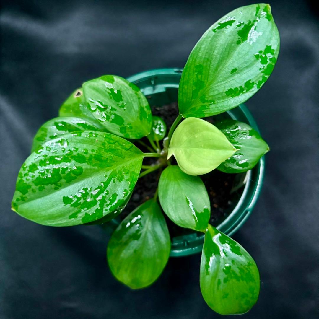 ホマロメナ sp. SK-1 正規タグ付き