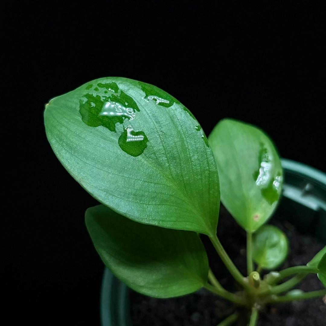 ホマロメナ sp. SK-1 正規タグ付き