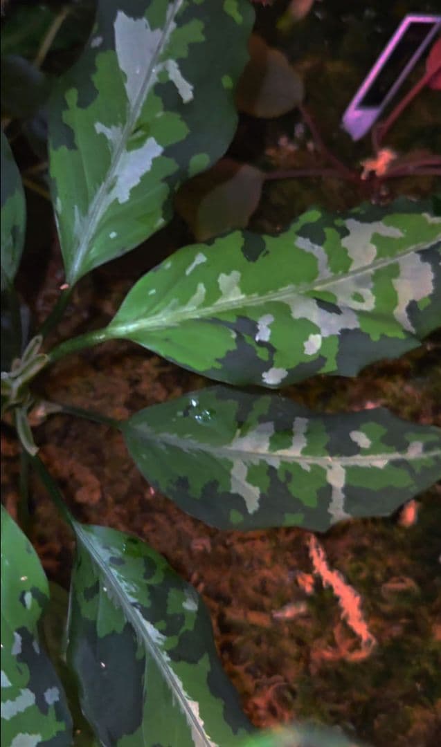 アグラオネマピクタム　aglaonema 現地輸入便